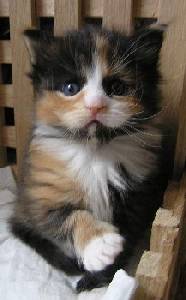 Bonanza mit 11 Wochen / 11 weeks old