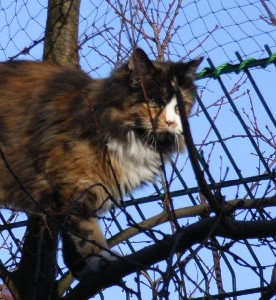 Bonanza mit zwei Jahren/ two years old