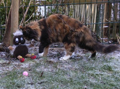 Bonanza mit zwei Jahren/ two years old