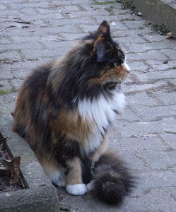 Bonanza mit zwei Jahren/ two years old