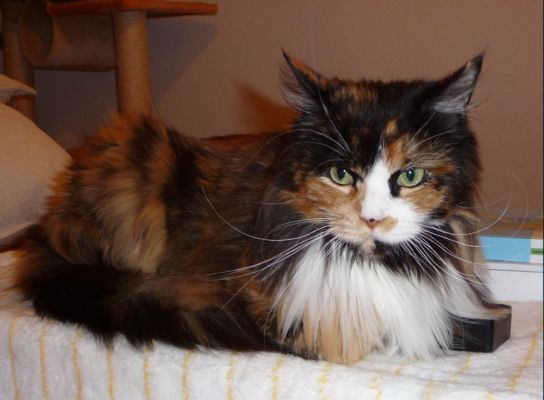 Bonanza mit drei Jahren/ three years old