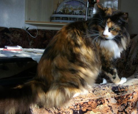 Bonanza mit drei Jahren/ three years old