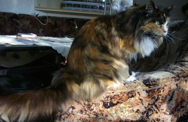 Bonanza mit drei Jahren/ three years old