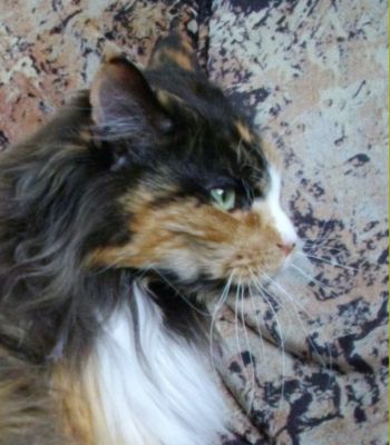 Bonanza mit drei Jahren/ three years old