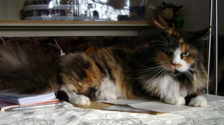 Bonanza mit drei Jahren/ three years old