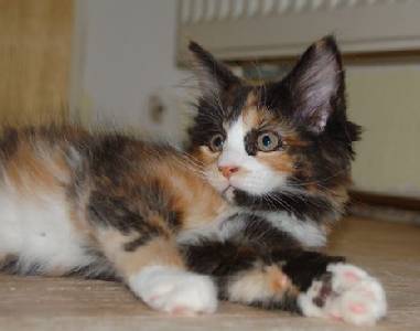 Bonanza mit 11 Wochen / 11 weeks old