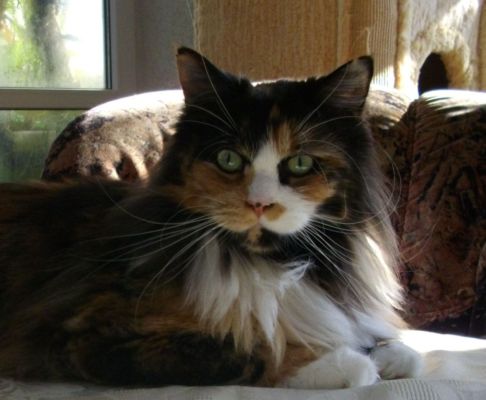 Bonanza mit drei Jahren/ three years old