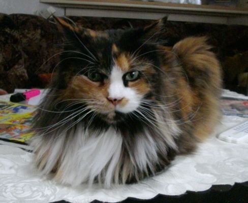 Bonanza mit drei Jahren/ three years old