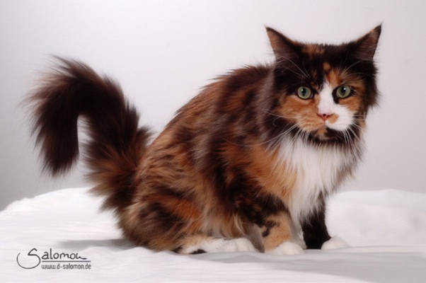 Bonanza mit fünf Jahren/ five years old