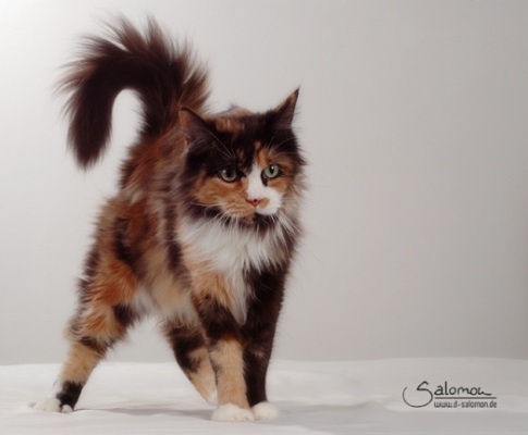 Bonanza mit fünf Jahren/ five years old