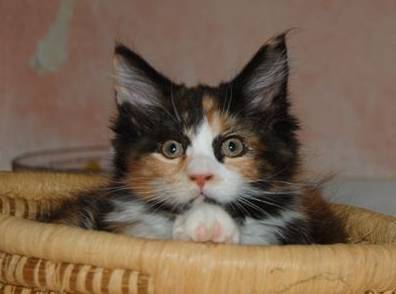 Bonanza mit 11 Wochen / 11 weeks old