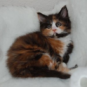 Bonanza mit 2 Monaten / 2 months old