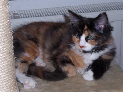 Bonanza mit 3 1/2 Monaten / 3 1/2 months old