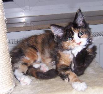 Bonanza mit 3 1/2 Monaten / 3 1/2 months old