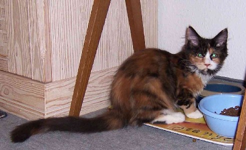 Bonanza mit vier Monaten / four months old