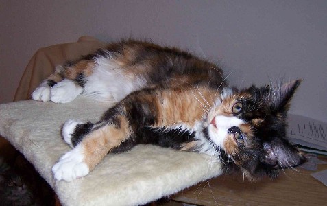 Bonanza mit vier Monaten / four months old