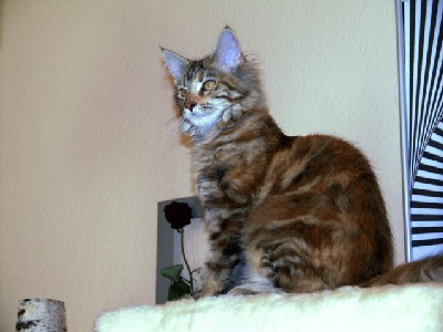 Briana mit fünf Monaten/five months old 