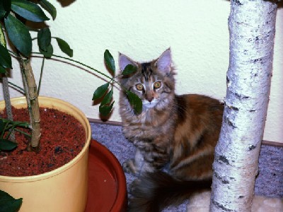 Briana mit fünf Monaten/five months old 