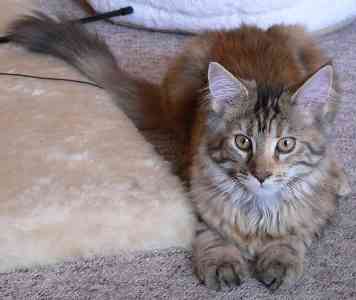 Briana mit fünf Monaten/five months old 