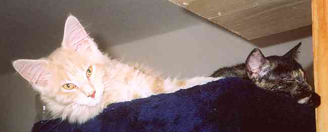 Bruno mit acht Monaten/eight months old 