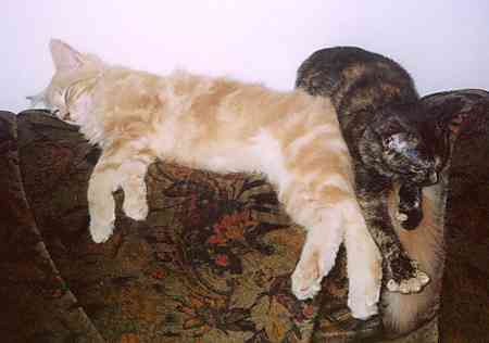 Bruno mit acht Monaten/eight months old 