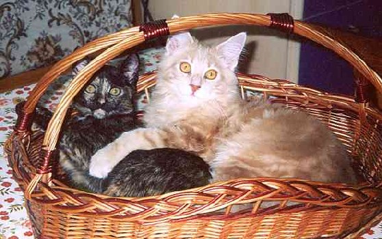 Bruno mit acht Monaten/eight months old 