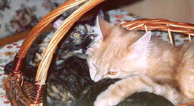 Bruno mit acht Monaten/eight months old 