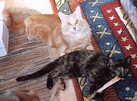 Bruno mit sechs Monaten/six months old 