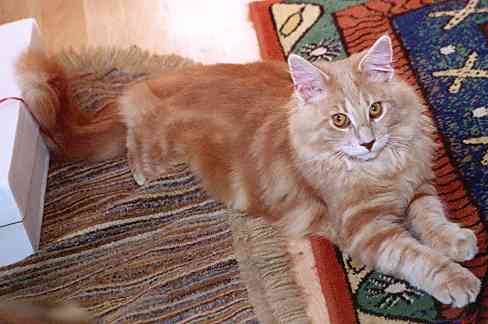 Bruno mit sechs Monaten/six months old 