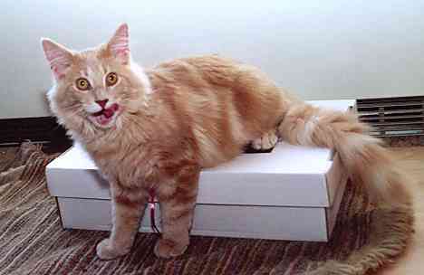 Bruno mit sechs Monaten/six months old 