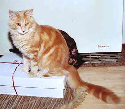 Bruno mit sechs Monaten/six months old 