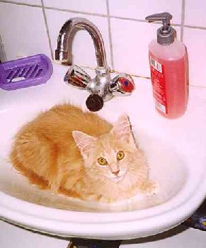 Bruno mit acht Monaten/eight months old 