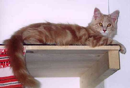 Bruno mit acht Monaten/eight months old 