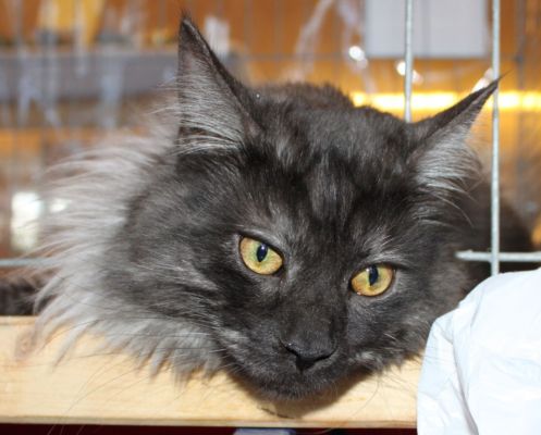 Rasputin in Bad Schlema