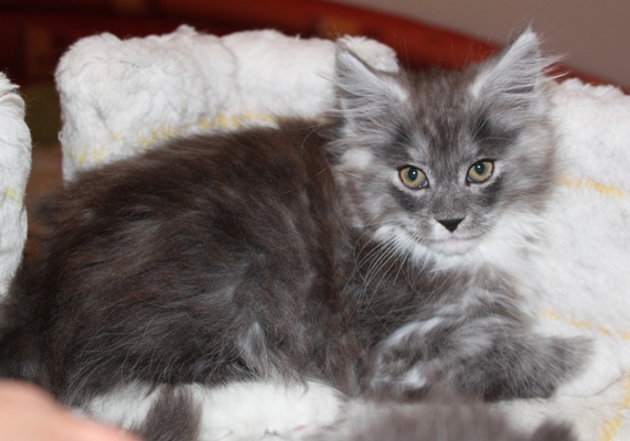 Cadillac mit 9 Wochen / nine weeks old