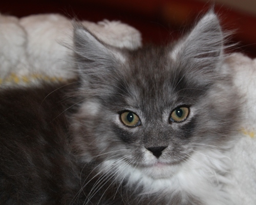 Cadillac mit 9 Wochen / nine weeks old