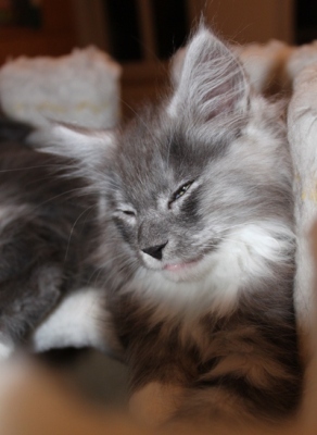 Cadillac mit 9 Wochen / nine weeks old