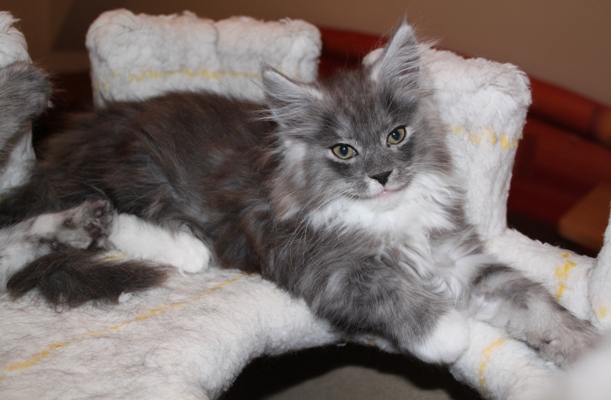 Cadillac mit 9 Wochen / nine weeks old