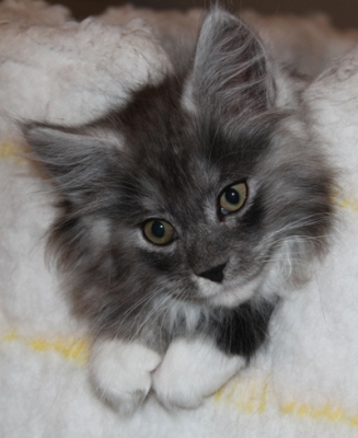 Cadillac mit 9 Wochen / nine weeks old