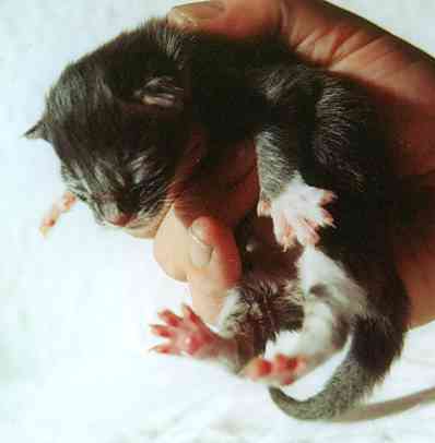 Caesar mit einem Tag/Caesar being one day old