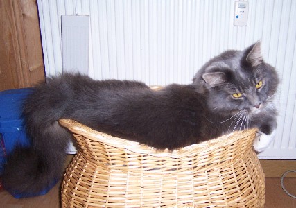 Caesar mit 2,5 Jahren / two and a half years old