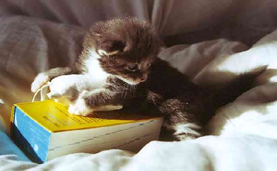 Caesar mit drei Wochen/Caesar being three weeks old