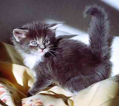 Caesar mit fünf Wochen/Caesar being five weeks old