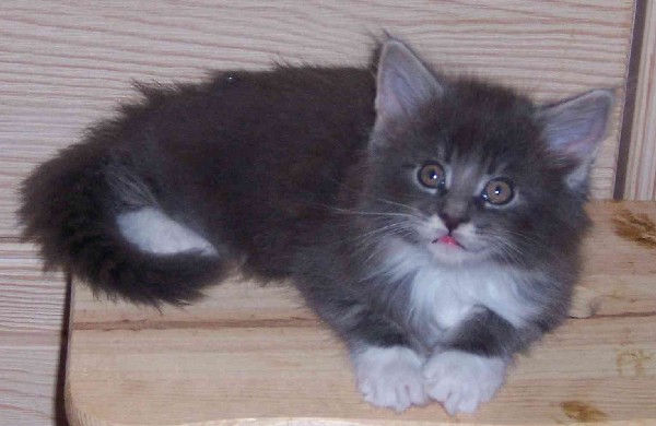 Caesar mit sieben Wochen/Caesar being seven weeks old