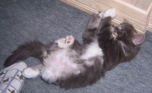 Caesar mit acht Wochen/Caesar being eight weeks old