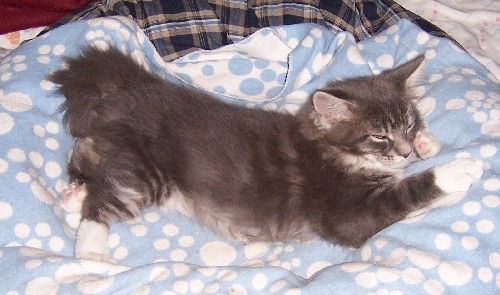 Caesar mit dreizehn Wochen/Caesar being thirteen weeks old