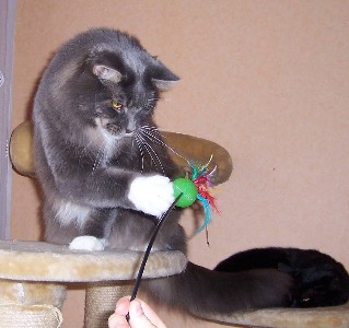 Caesar mit 2,5 Jahren / two and a half years old