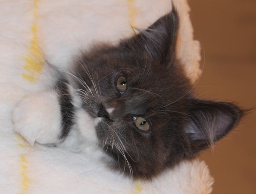 Commander mit 9 Wochen / nine weeks old