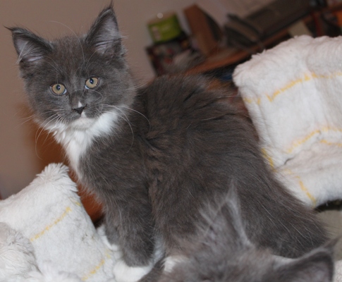 Commander mit 9 Wochen / nine weeks old