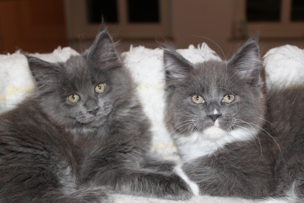 Commander mit 9 Wochen / nine weeks old